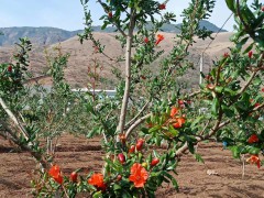 石榴(軟籽)種植經濟較高的五大品種介紹！ 紅石榴、黃石榴圖2