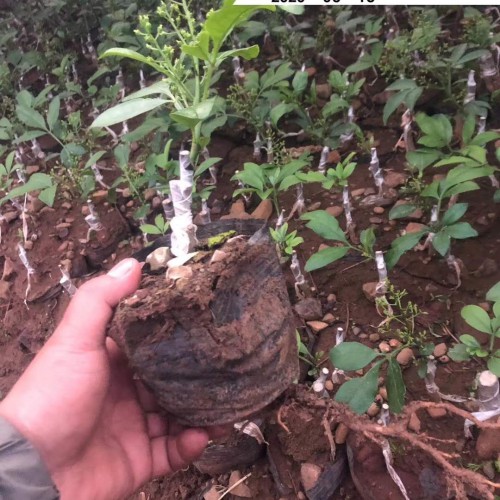 優質花椒苗|退耕經濟花椒苗產業介紹