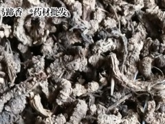 哪里有賣馬蹄香苗 馬蹄香苗一棵多少錢圖2