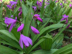 哪里有賣紫花白芨苗 紫花白芨苗一棵多少錢圖3