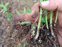 哪里有賣紫花白芨苗?紫花白芨苗一棵多少錢?圖3