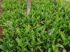 四川達州賣紫花白芨苗&貴州安順市紫花白芨一棵多少錢?圖3