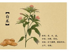 白術種植效益怎么樣&附高產種植技術介紹?圖2