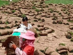 2020年鼠尾草草坪(皮)多少錢一平米？鼠尾草草坪(皮)種植前景圖2