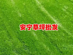 2020年早熟禾草坪(皮)多少錢一平米？早熟禾草坪(皮)種植前景圖3