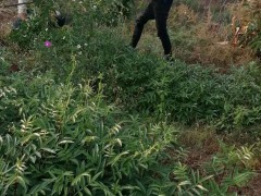 2020年紅花椒苗四川涼山多少錢一株？紅花椒苗四川涼山種植前景圖2