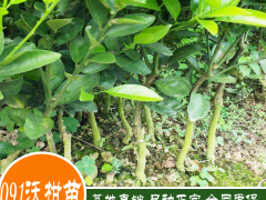 2020年091無核沃柑苗多少一斤？091無核沃柑苗種植前景圖3