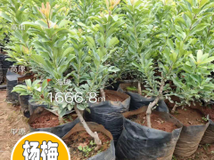 現在2020年楊梅苗多少錢一棵？楊梅苗種植前景圖2