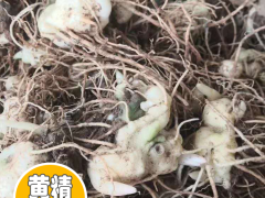 現在2020年陜西黃精苗多少錢一棵？陜西黃精苗種植前景圖2