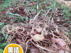 現在2020年陜西黃精苗多少錢一棵？陜西黃精苗種植前景圖3