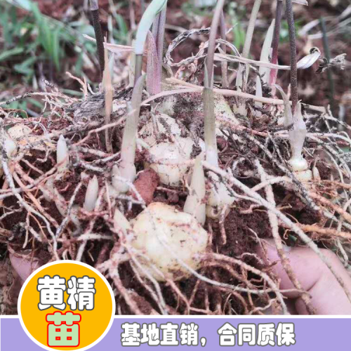 現在2020年貴州黃精種苗多少錢一棵？貴州黃精種苗種植前景