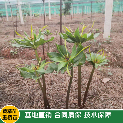 現(xiàn)如今種植一畝重樓務(wù)必多少錢直接成本呢？其贏利又有多少呢