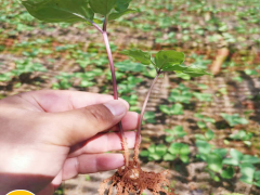 現如今種植一畝重樓務必多少錢直接成本呢？其贏利又有多少呢圖2