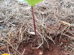 現如今種植一畝重樓務必多少錢直接成本呢？其贏利又有多少呢圖3