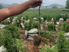 花椒一般什么時候種？附普遍病害的藥物預防關鍵點圖3