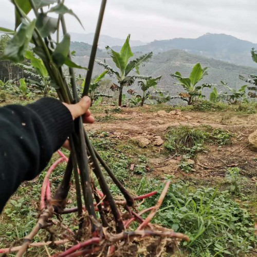 春砂仁種植技術與管理方法