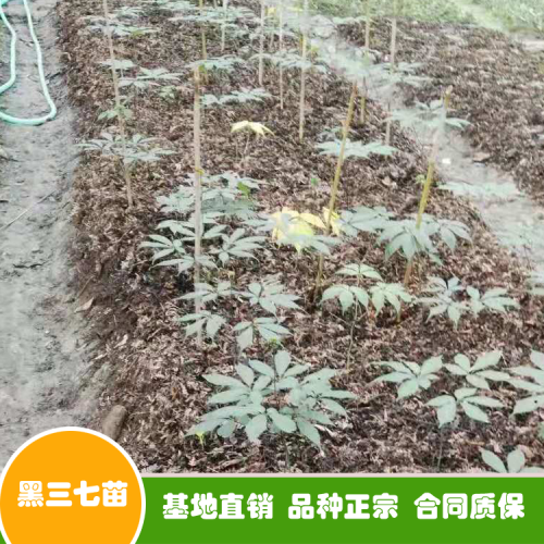 三七花和三七粉如今價錢多少錢一斤？可否用于泡水喝？