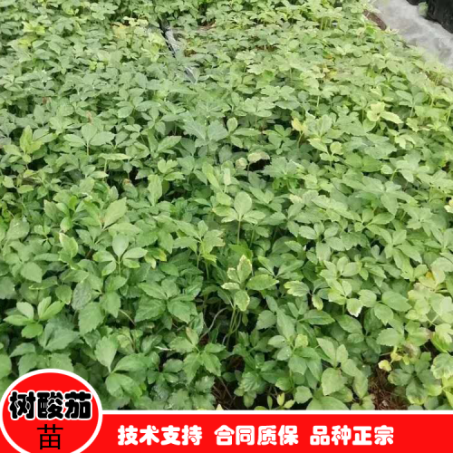 樹(shù)酸茄 樹(shù)酸茄種植技術(shù)  云南樹(shù)酸茄種植技術(shù)