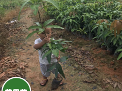 綠芒果苗多少錢？芒果幼苗種植的標準是什么?圖2