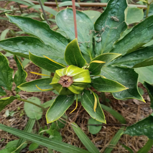 重樓增產種植技術_滇重樓銷售基地