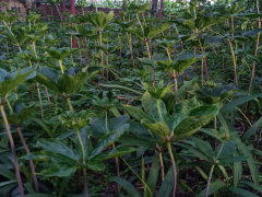 重樓增產(chǎn)種植技術(shù)_滇重樓銷售基地圖3