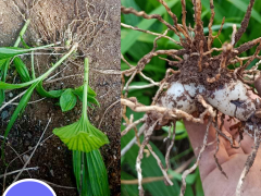 除草劑，除青苔地錢藥肥料系列圖2