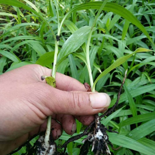 紫花白芨苗木價格多少錢一株？栽種市場前景怎樣？