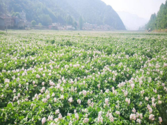 洋芋（土豆）肥料銷售-創業項目圖3