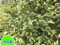 木瓜一般種植行距是多少？圖3