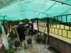 芒果合適栽種的時節、地址及經濟發展主要用途圖2