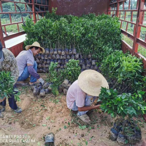 沃柑怎么種？栽種盈利高嗎？