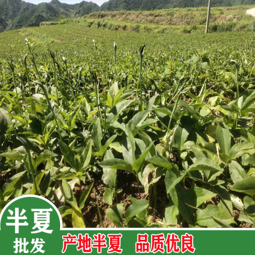 半夏人工種植基地 目前半夏多少錢一公斤？