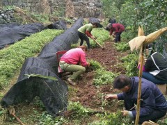 三葉青種植技術_三葉青出售基地圖3