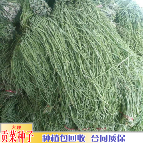 云南哪里有貢菜銷售_貢菜栽培管理技術(shù)