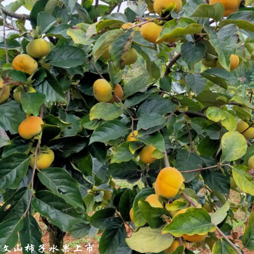 臨滄甜柿行情走勢_甜柿種植合作基地