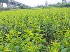 冬桃苗 麗江雪桃苗 云南曲靖市馬龍區冬桃苗基地圖3