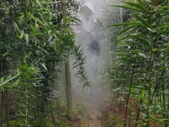 百萬多花黃精籽栽培技術 黃精培養方法 黃精蟲害控制圖3