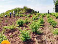 紅果參又名蜘蛛果 種植基地是多少？圖3