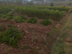 麗江軟籽石榴培育基地_軟籽石榴苗批發種植圖3