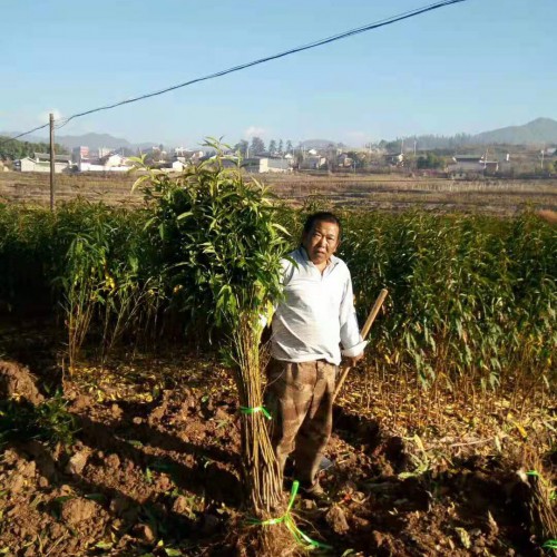 麗江冬桃栽培技術_冬桃種植管理方法