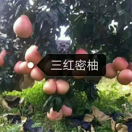 云南哪里有正宗泰國青柚苗