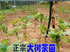 四川茶葉苗基地_供應大量云南大樹茶葉苗圖3