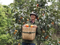 陽(yáng)豐甜柿果樣子 陽(yáng)豐甜柿苗那里有售 保山名特優(yōu)果園圖3