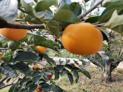 大秋甜柿又叫太秋甜柿 太秋甜柿種植技術(shù)和特點圖2