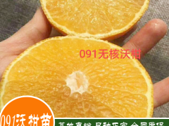 麗江沃柑橘苗批發價格，云南沃柑橘一顆多少錢？圖2