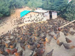 文山養雞合作社 文山土雞地址 云南文山土雞散養圖片圖3