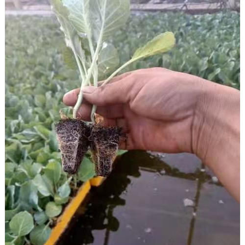 昭通白花菜苗育苗基地_白花菜苗繁育廠家