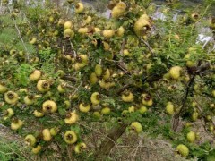 金刺梨批發價—供應云南/四川刺梨銷售-貴州刺梨產地批發圖3