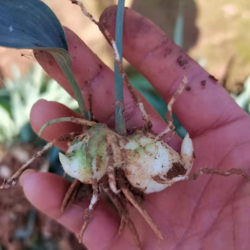 種植中藥材黃金（精）季節 不同規格的苗子