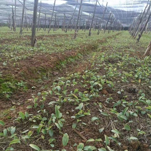 (不倒苗黃精，姜形多花黃精各個品種)育苗基地 白芨育苗基地